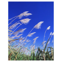Sugarcane field flyers by GPArkive Sugarcane field flyers