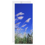 Sugarcane field custom rack cards