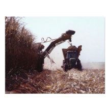Sugarcane harvest announcement