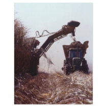 Sugarcane harvest flyers by GPArkive Sugarcane harvest flyers