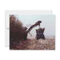 Sugarcane harvest invitations by GPArkive Sugarcane harvest invitations