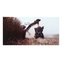 Sugarcane harvest photo card template
