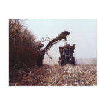Sugarcane harvest postcard