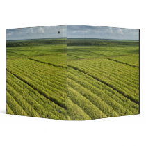 Sugarcane Plantations, Guyana Binder