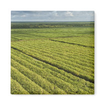 Sugarcane Plantations, Guyana Refrigerator Magnets