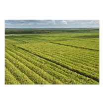 Sugarcane Plantations, Guyana