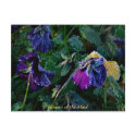 Sugared Pansy, Flowers of the Mind postcards by sukimerk Sugared Pansy, Flowers of the Mind postcards