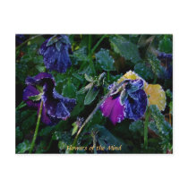 Sugared Pansy, Flowers of the Mind postcards