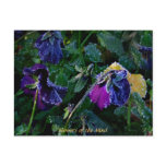 Sugared Pansy, Flowers of the Mind Postcard