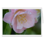 Sugary Pink Spring Rose Card