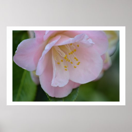 Sugary Pink Spring Rose Posters