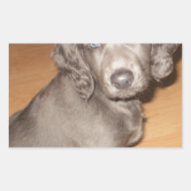 Suki 8 wks old 1st night home (6).JPG Sticker