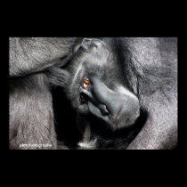 sulawesi crested macaque posters