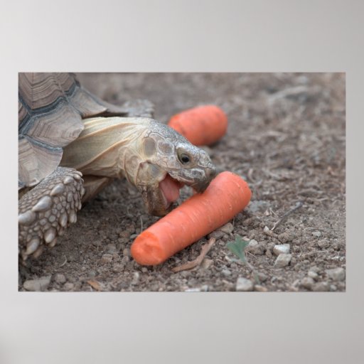Sulcata tortoise eating carrot poster Zazzle