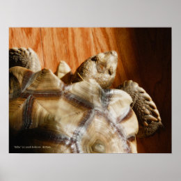 Sulcata Tortoise Print print
