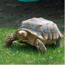 Sulcata Tortoises photo sculptures