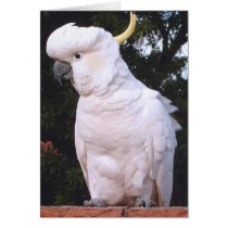 Sulfer-crested Cockatoo cards by joeyartist Sulfer-crested Cockatoo cards