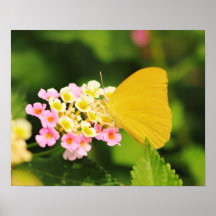 Sulfur Butterfly On Lantana Print