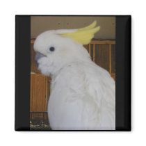 Sulfur Crested Cockatoo Magnet by SweetRascal Sulfur Crested Cockatoo Magnet