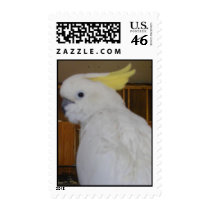 Sulfur Crested Cockatoo postage by SweetRascal Sulfur Crested Cockatoo postage