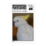 Sulfur Crested Cockatoo