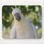 Sulfur Crested Cockatoo yellow hood cockatoo Mouse Pads
