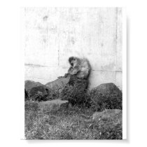 Sullen Monkey posters