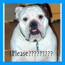 "Sullivan", the English Bulldog/Poster posters by samecla "Sullivan", the English Bulldog/Poster posters