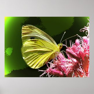 Sulphur Butterfly Impressions Posters