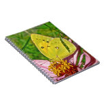 Sulphur Butterfly Journals