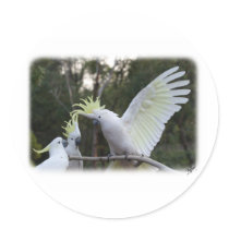Sulphur Crested Cockatoo 9Y319D-079 Stickers