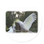 Sulphur Crested Cockatoo 9Y319D-079 Stickers