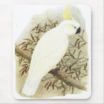 Sulphur-crested Cockatoo - Cacatua galerita Mouse Pad