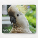 Sulphur Crested Cockatoo