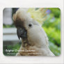 Sulphur Crested Cockatoo