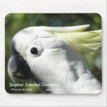 Sulphur Crested Cockatoo