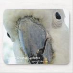 Sulphur Crested Cockatoo
