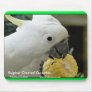 Sulphur Crested Cockatoo