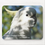 Sulphur Crested Cockatoo
