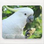 Sulphur Crested Cockatoo