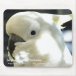 Sulphur Crested Cockatoo
