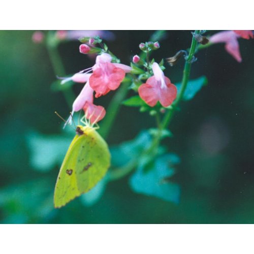 Sulphur on Salvia Postcard postcard