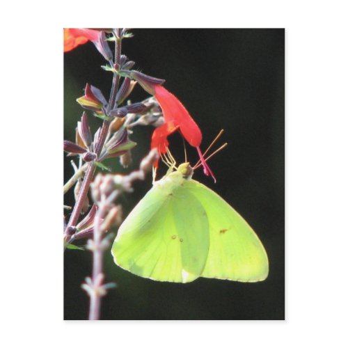 Sulphur on Salvia Postcard postcard