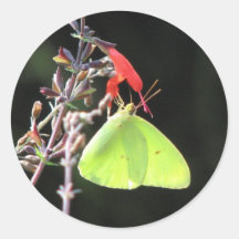 Sulphur on Salvia Sticker