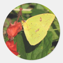 Sulphur on Turk's Cap Sticker
