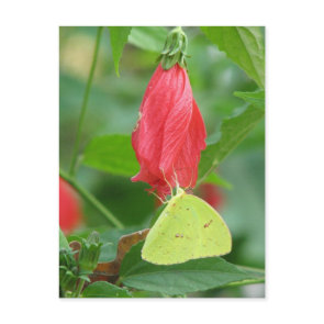 Sulphur Turks Cap Postcard postcard