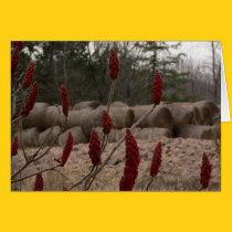 Sumac and Hay cards
