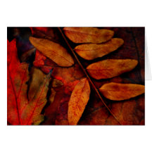 Sumac Greeting Cards