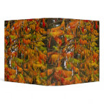 Sumac tree in autumn color in Whitefish, binders