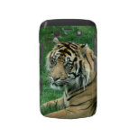 Sumatra Tiger On Your Blackberry Bold Case